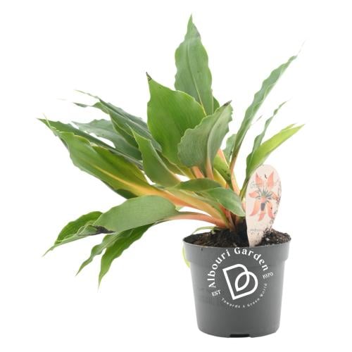 كلوروفايتوم 'الأخضر البرتقالي'