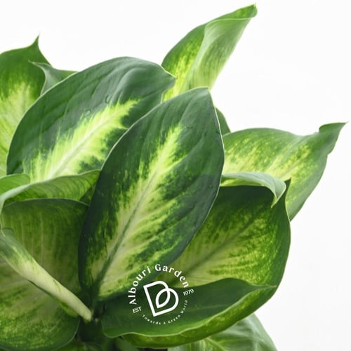 الدفنباخيا ديفينباتشيا سيجيني