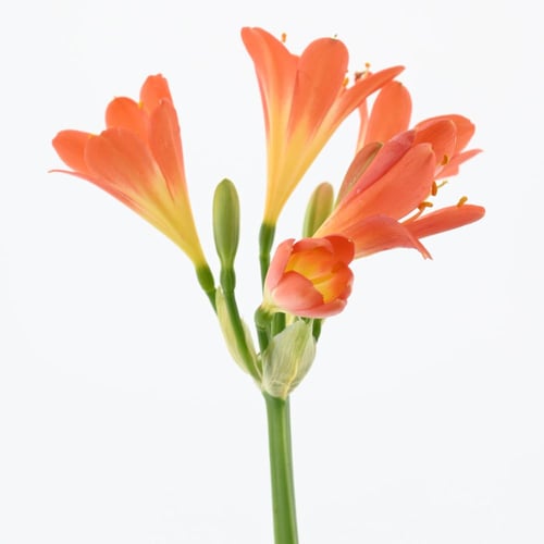 كلفيا مينيّاتا 'زنبق الأدغال'