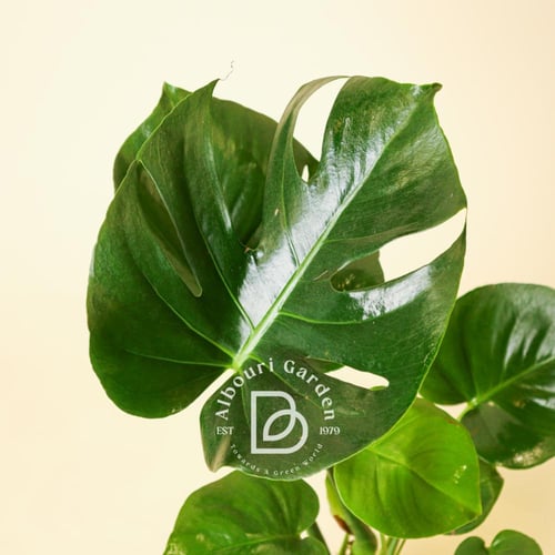 Monstera Deliciosa - medium