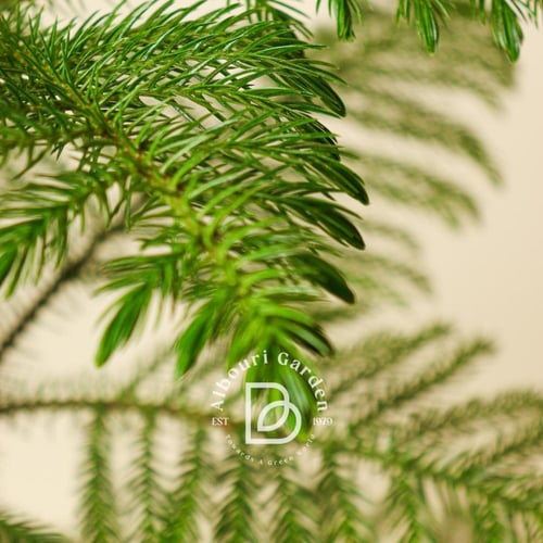 الأراوكاريا 'أراوكاريا هيتيروفيلا'