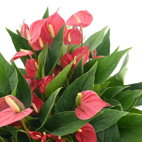 الأنثوريوم 'زهرة الانتوريوم الأحمر القزمي'