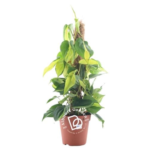 فيلوديندرون برازيلي