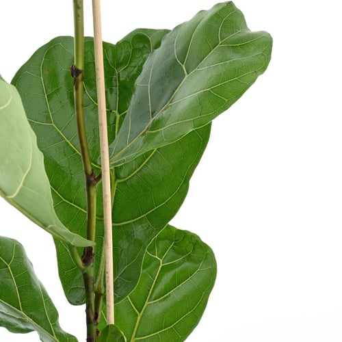 فيكس ليراتا 'نبتة التين القيثاري'