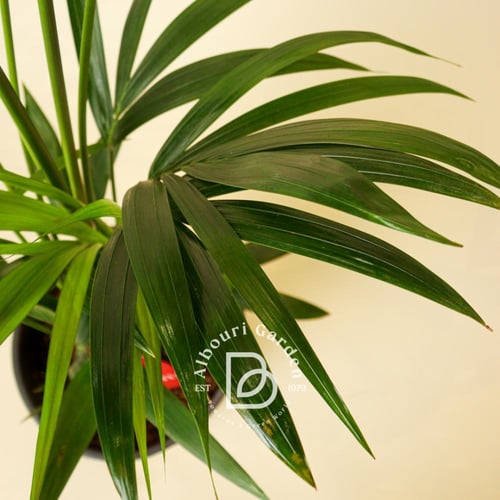 نخيل كنتيا 'هويا فورستريانا' - بصغر