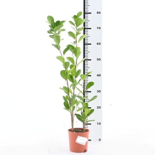 فيكس ريتوسا 'باندا'