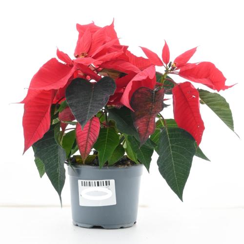 يوفوربيا 'بونسيتيا'