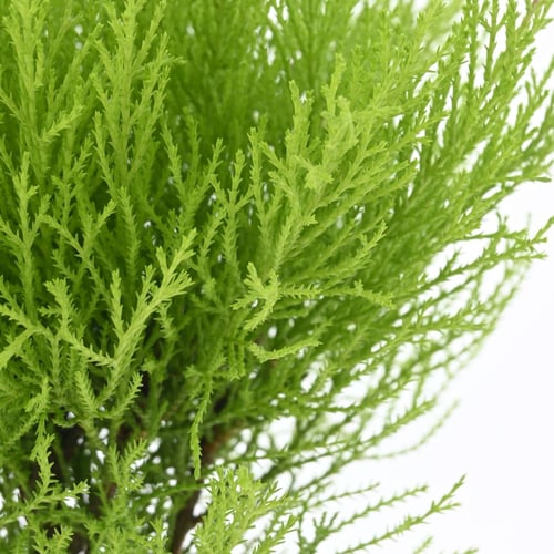 سرو داخلي 'كوبريسوس سيمبرفيرينس'