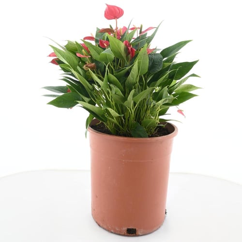 الأنثوريوم 'زهرة الانتوريوم الأحمر القزمي'