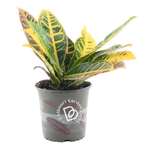 كروتون 'كوديوم فاريغاتوم بيترا'