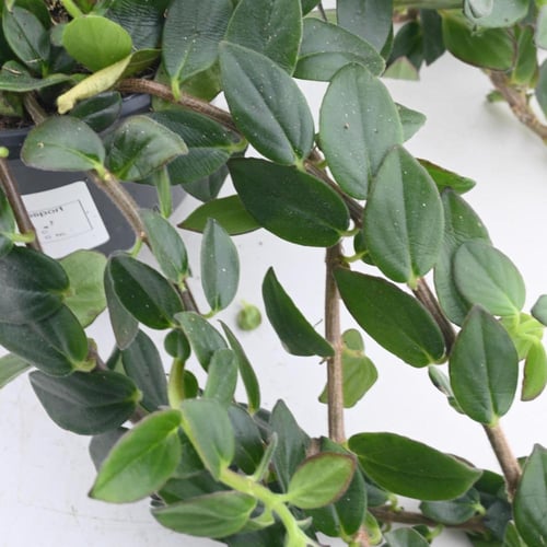 إيشينانثوس - نبات أحمر الشفاه