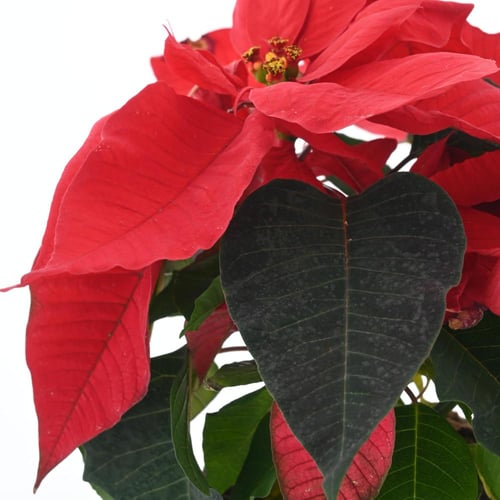 يوفوربيا 'بونسيتيا'