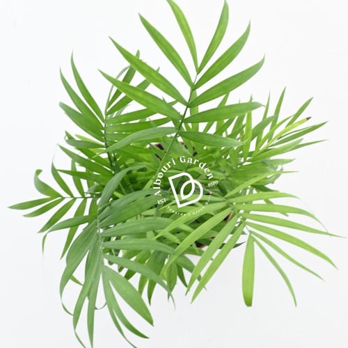 شاميدوريا إليغانس 'نخلة الصالون'