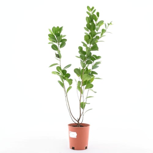 فيكس ريتوسا 'باندا'