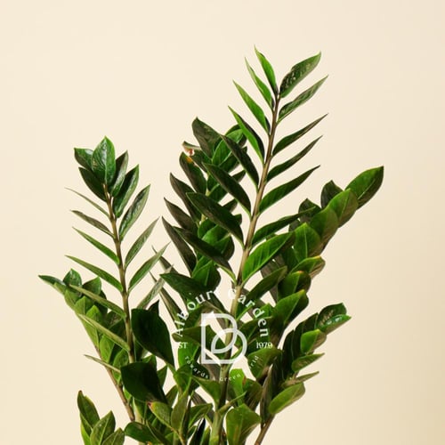 الزاميا 'زاميا فورفوراسيا'