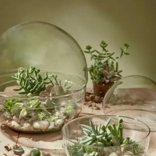 كرة تيراريوم زجاجية