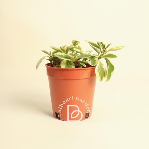 نبات المطاط الصغير 'بيبروميا أوبتسيفوليا'