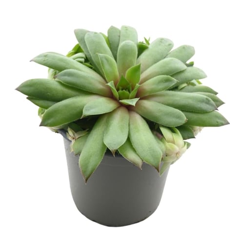 السيمبريفيفوم 'نبات بيت العنكبوت'