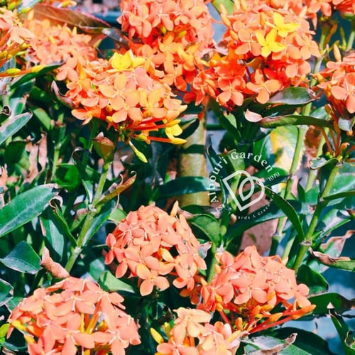 إكزورا قزمي