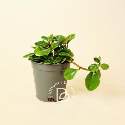 نبات المطاط الصغير 'بيبروميا أوبتسيفوليا'