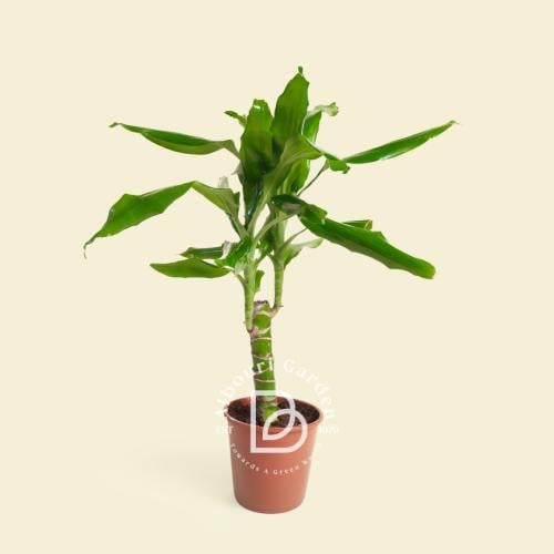 دراسينا فراجرانس 'جانيت كريج'