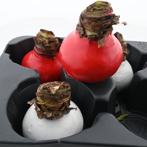 بوشكينيا ليبانونتيكا