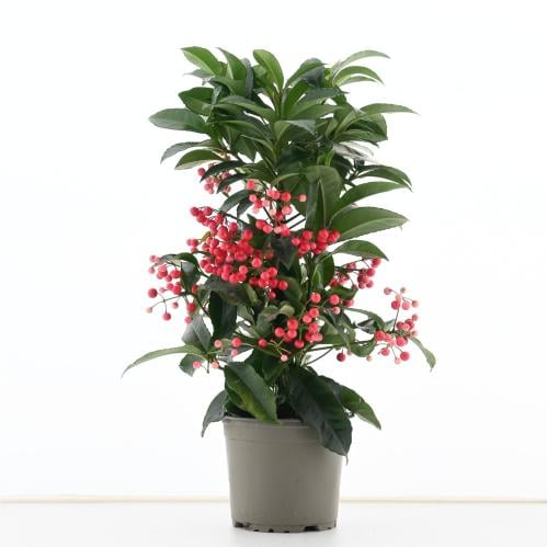 أرديسيا كريناتا "توت عيد الميلاد"