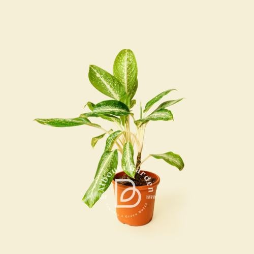 أجلونيما 'درب التبانة'