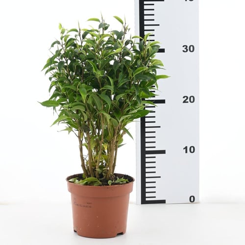 فيكس بنجامينا 'تين البكّاء'