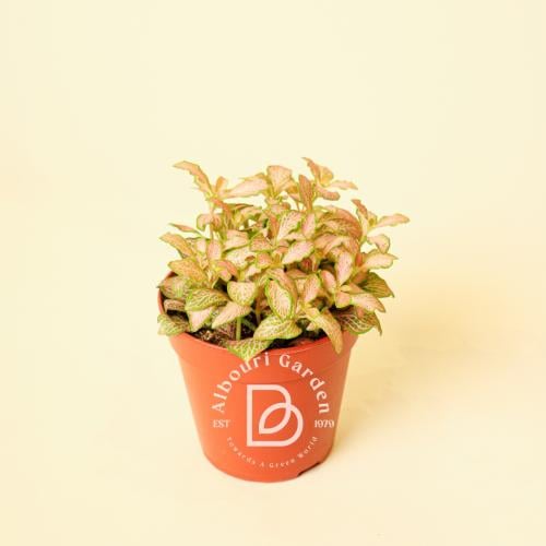 فيتونيا ألبيفينيس 'نبات الأعصاب'