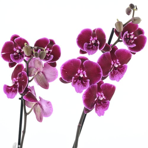 فراشة الأوركيد 'فالاينوبسيس' 2 عمود