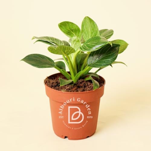 فيلوديندرون بيركين 'وايت ويف'