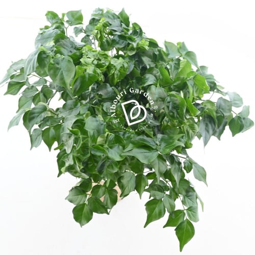 Radermachera Sinica 'china doll plant'