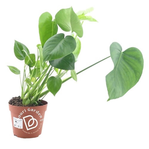 مونستيرا ديليسيوسا