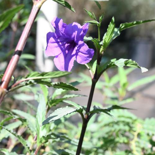 بيتونية مكسيكية قزمية 'رويللا سيمبلكس'