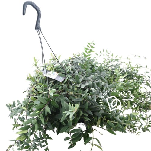 إيشينانثوس - نبات أحمر الشفاه