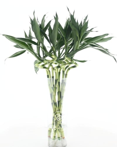 دراسينا ساندريانا 'الخيزران المحظوظ'