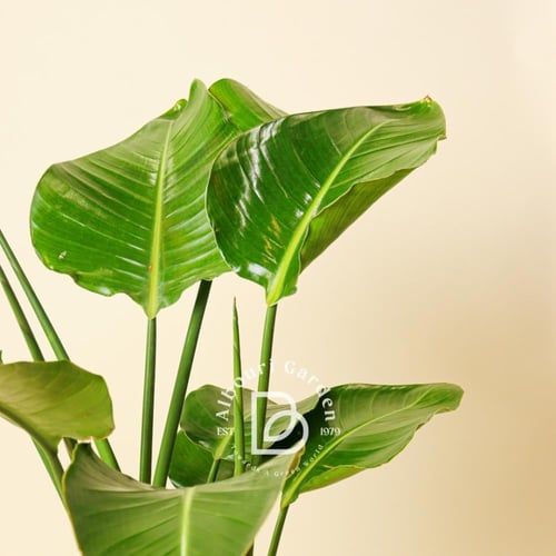 سترليتزيا نيكولاي 'طائر الجنة الأبيض العملاق'