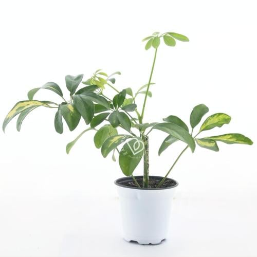 شيفليرا أربوريكولا المتنوعة - صغير