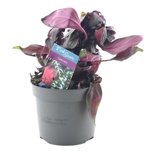 إيريسين هيربستي