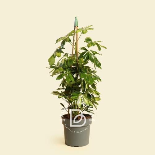 شيفليرا أربوريكولا المتنوعة - صغير