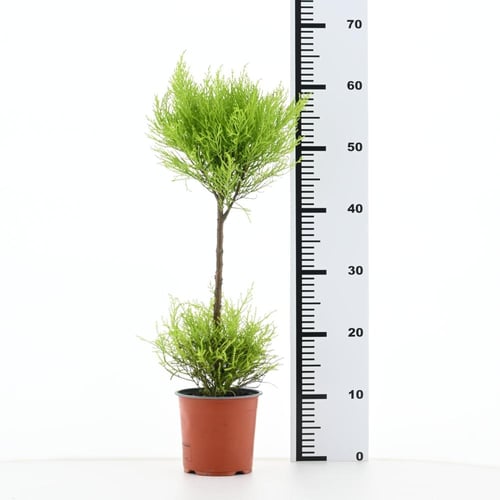 سرو داخلي 'كوبريسوس سيمبرفيرينس'