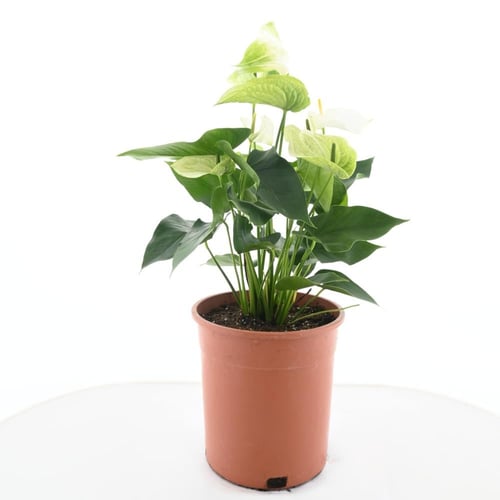 الأنثوريوم 'زهرة الانتوريوم الأبيض'