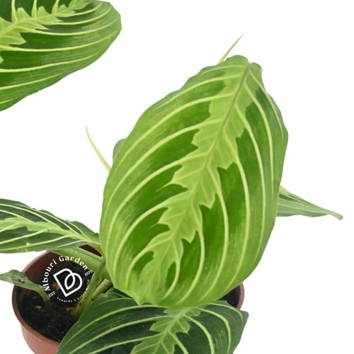 مارانتا ليوكونيورا 'نبات الصلاة'