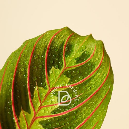 Maranta Leuconeura 'Prayer Plant'