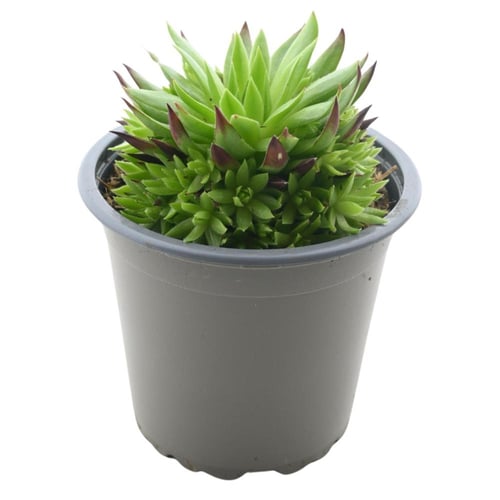 السيمبريفيفوم 'نبات بيت العنكبوت'