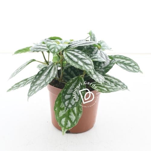 بيليا كاديري / نبتة الألومنيوم