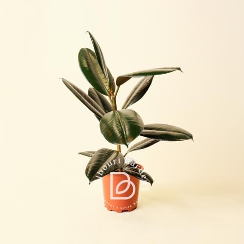 Ficus elastica 'Burgundy'