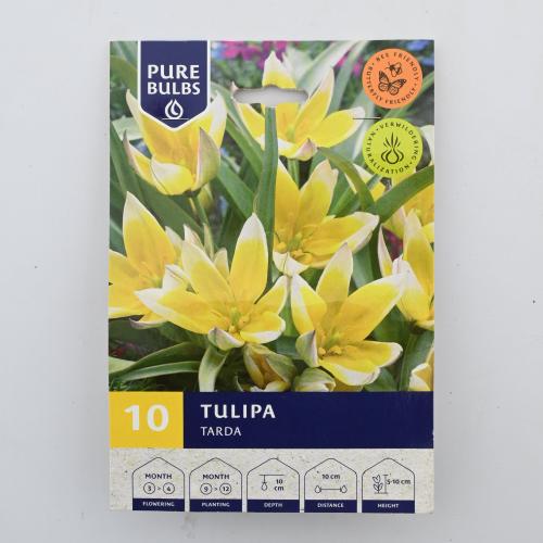 نجوم التوليب - 10 بصلات