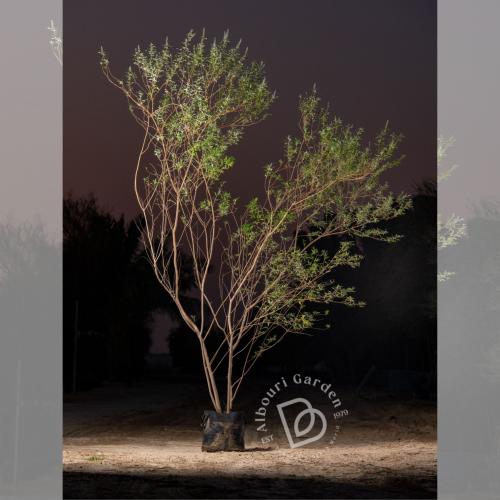 كف مريم 'شجرة العفة / فلفل الراهب'